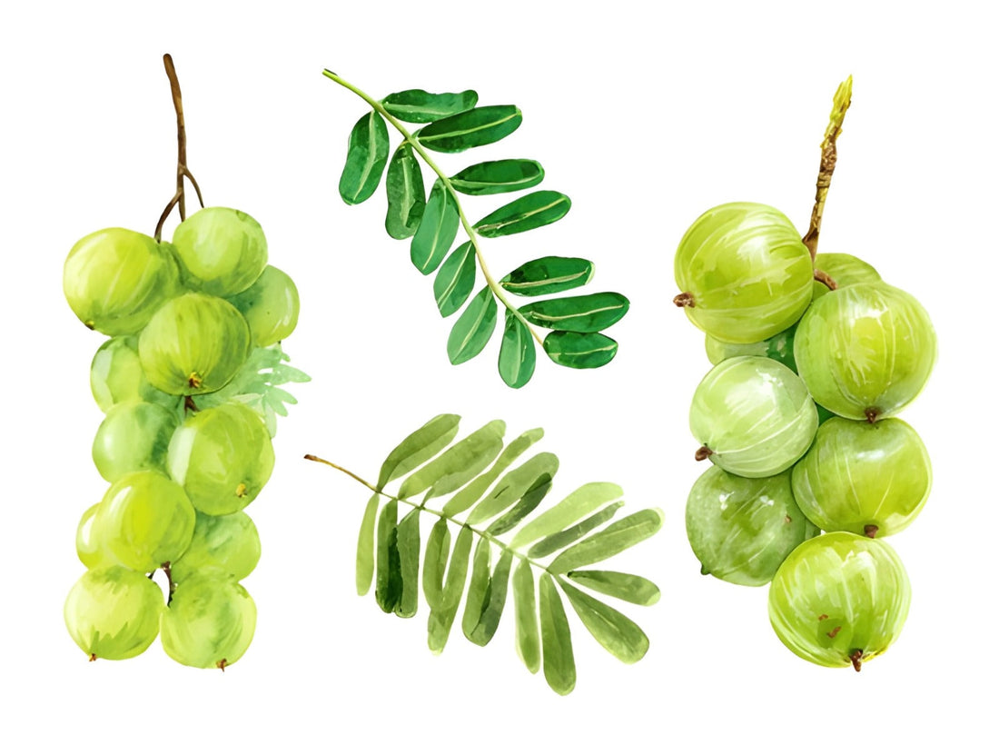 Adding Amla Powder to Your Daily Routine