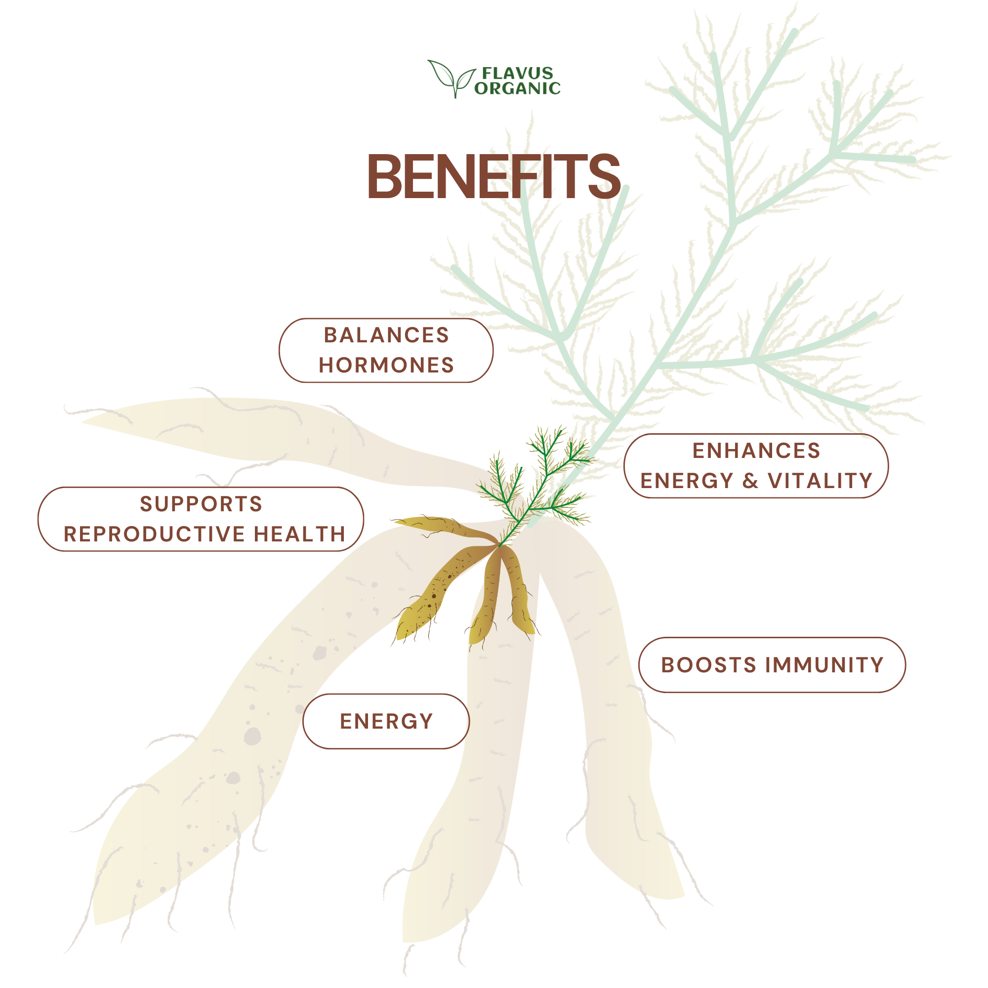 Shatavari Yellow Powder