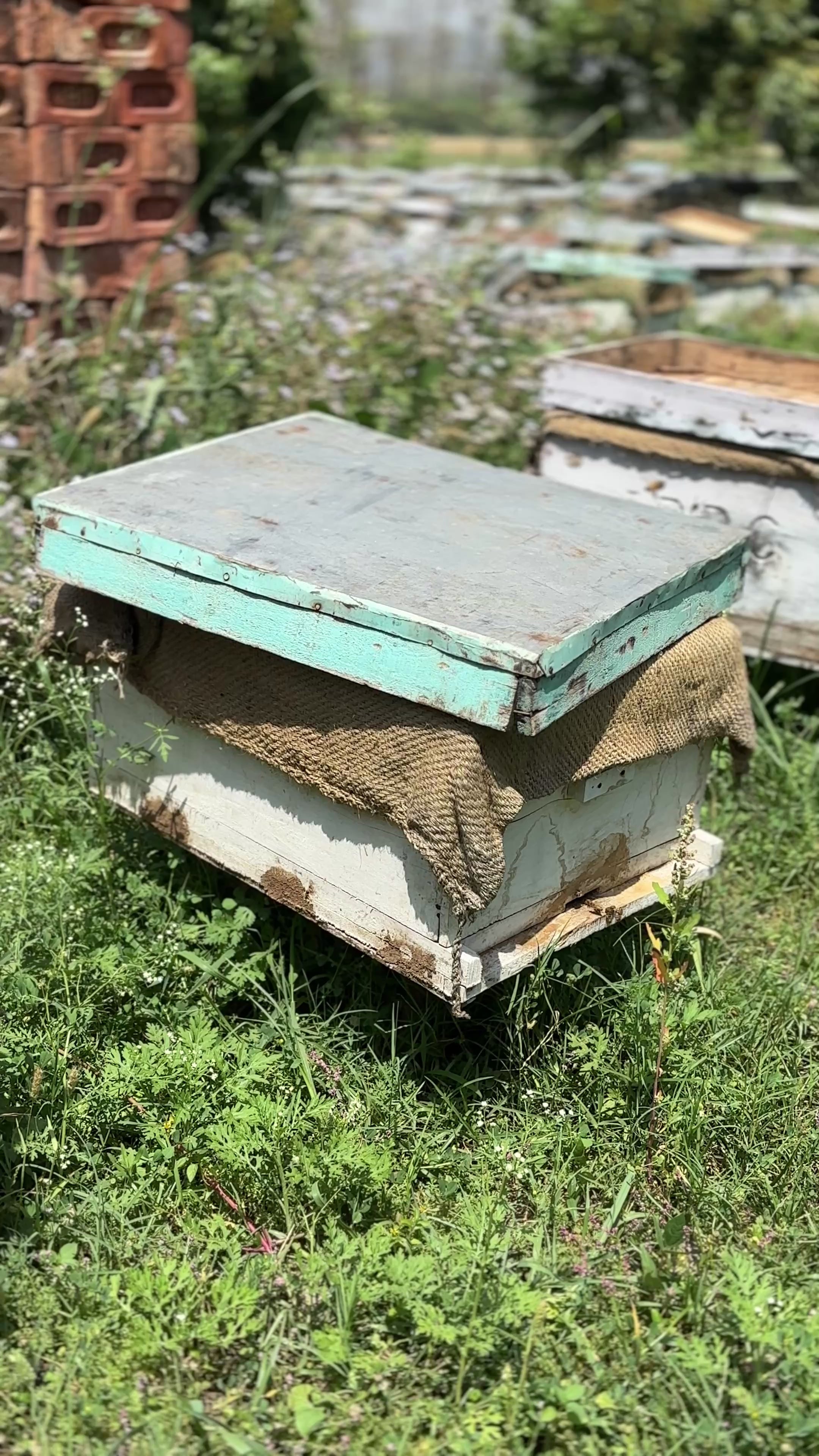 Wild forest honey bee box