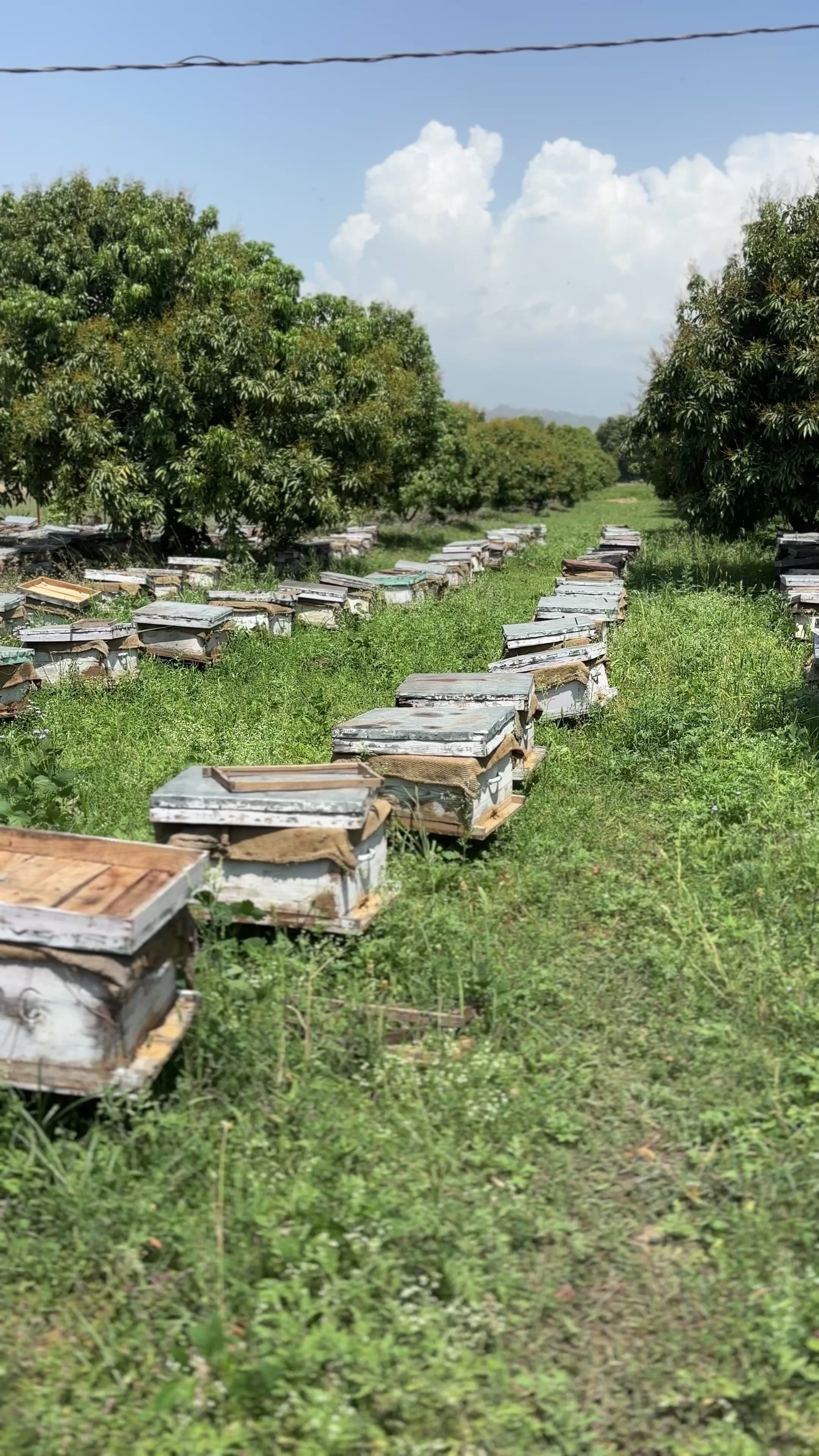 Wild forest bee farming